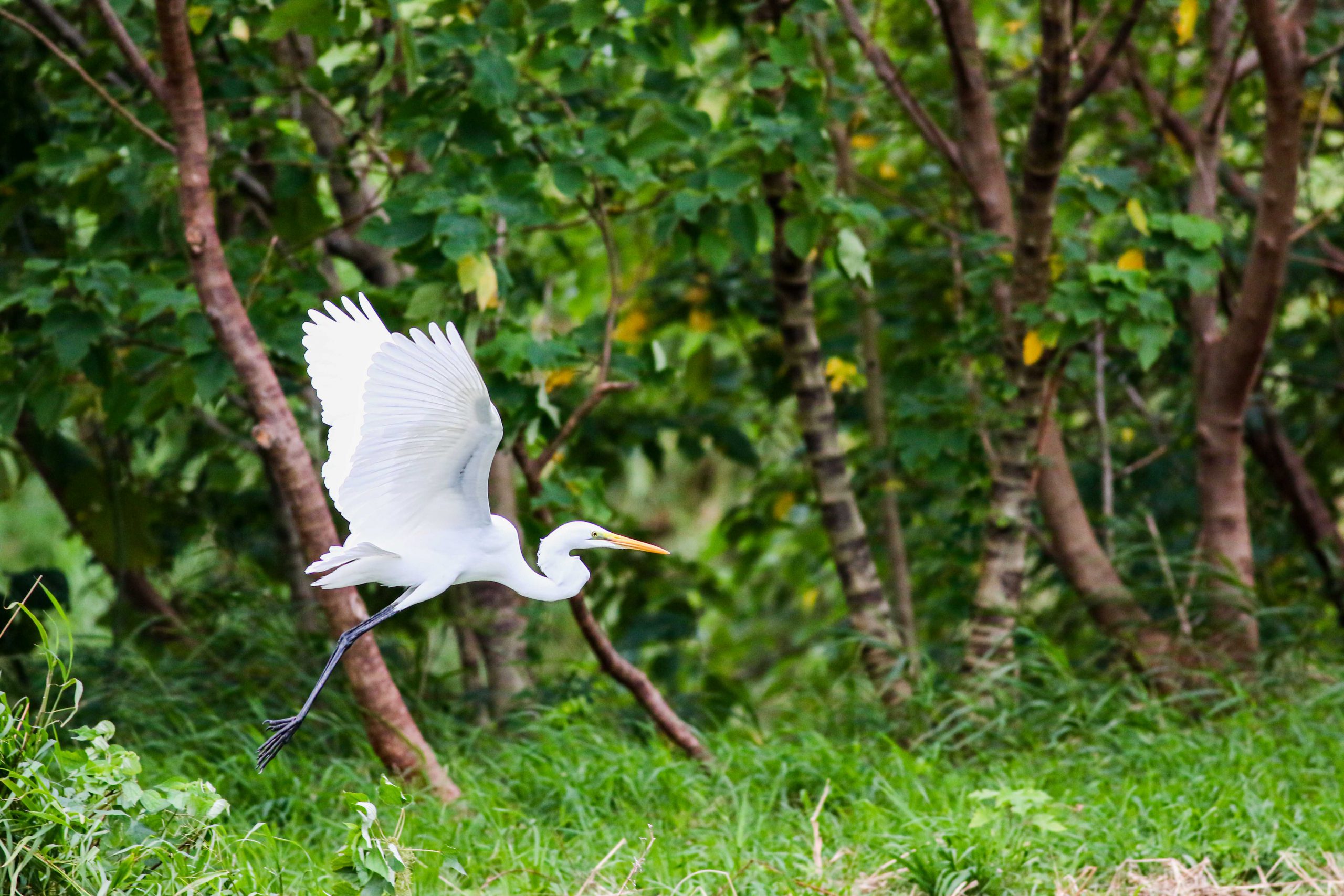 太平溪人工濕地魅力無窮迎候鳥季    臺東展現城市生態新亮點    環保局呼籲避免干擾    帶走隨身垃圾