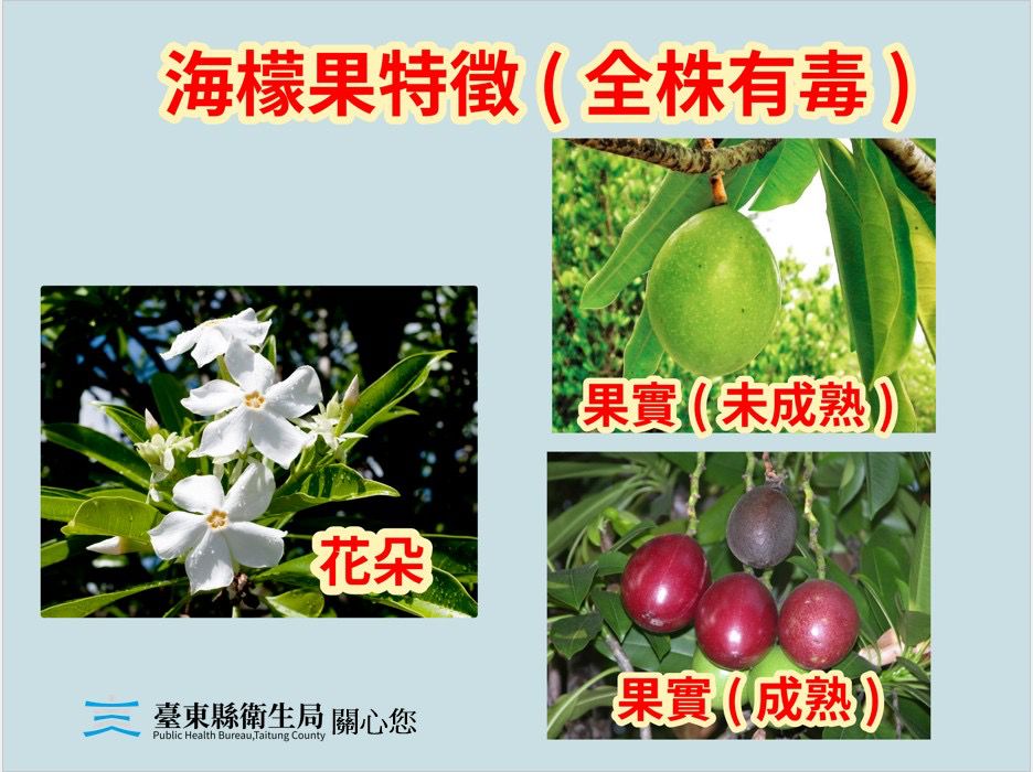 海檬果似芒果、百香果  臺東縣衛生局籲民眾果實含劇毒勿誤食缩略图