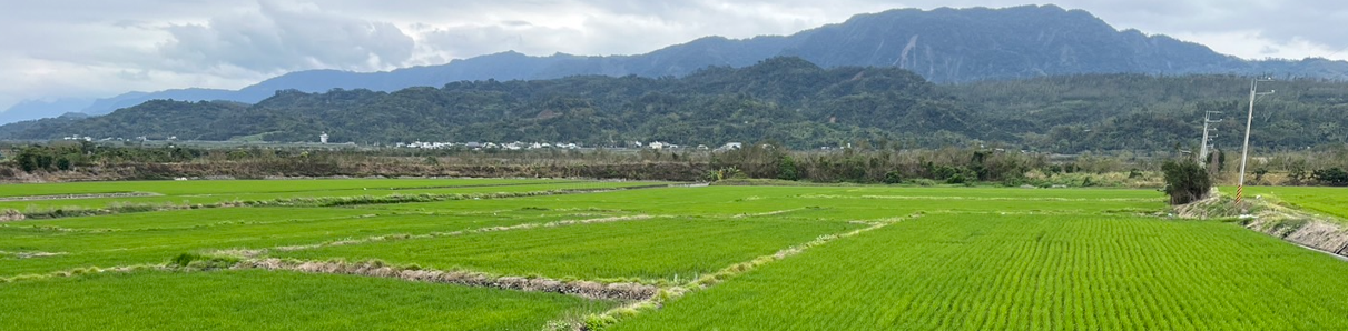 臺東縣府今日起公告「縣有耕地放領」  助農民取得土地所有權