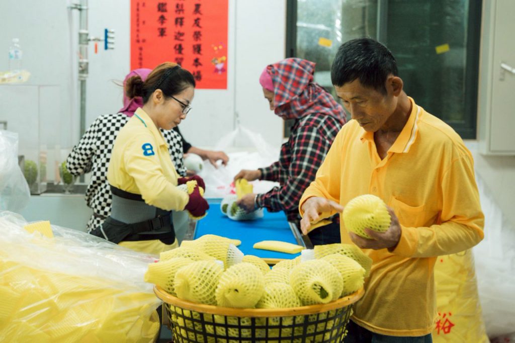 臺東深耕星國3年見效 鳳梨釋迦銷售突破1.6萬公斤插图 臺東深耕星國3年見效 鳳梨釋迦銷售突破1.6萬公斤插图