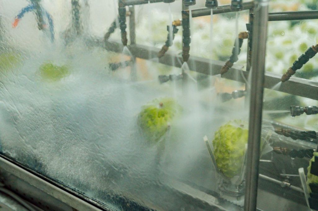 臺東深耕星國3年見效 鳳梨釋迦銷售突破1.6萬公斤插图1 臺東深耕星國3年見效 鳳梨釋迦銷售突破1.6萬公斤插图1