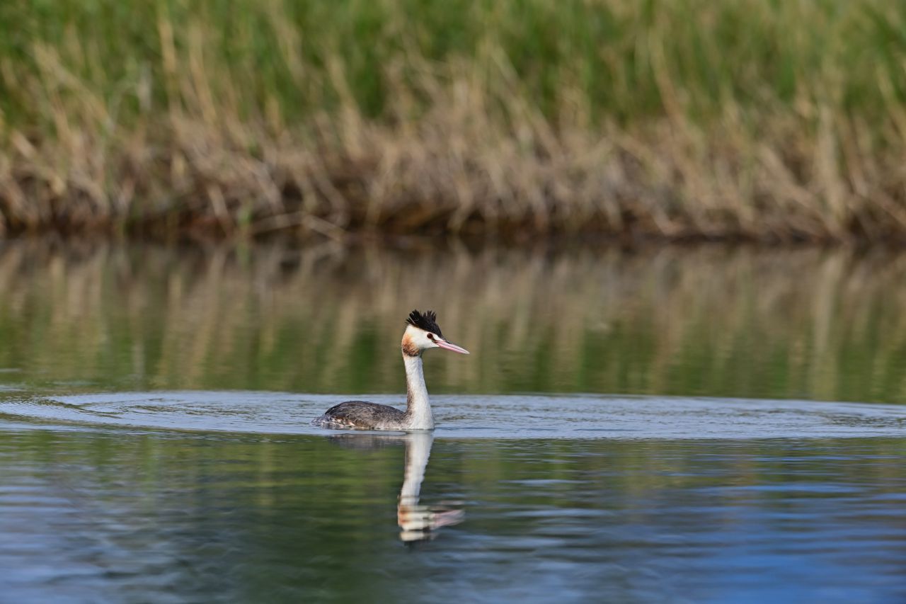 守護候鳥也守護安全     縣府籲請水域活動集中至活水湖    共同維護國家級濕地生態