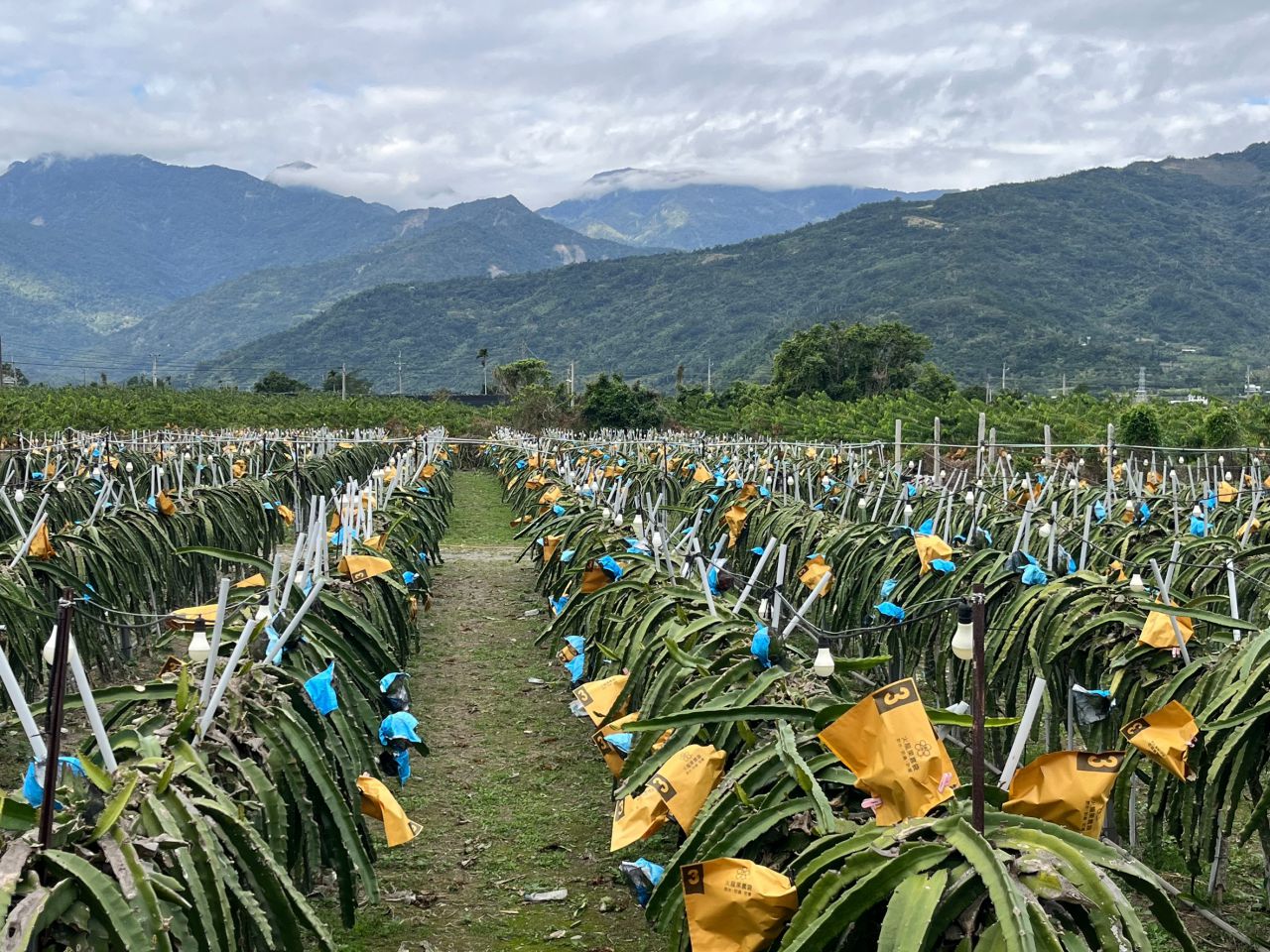 減輕農民災損衝擊    臺東縣政府推出縣有耕地租金主動減租措施缩略图