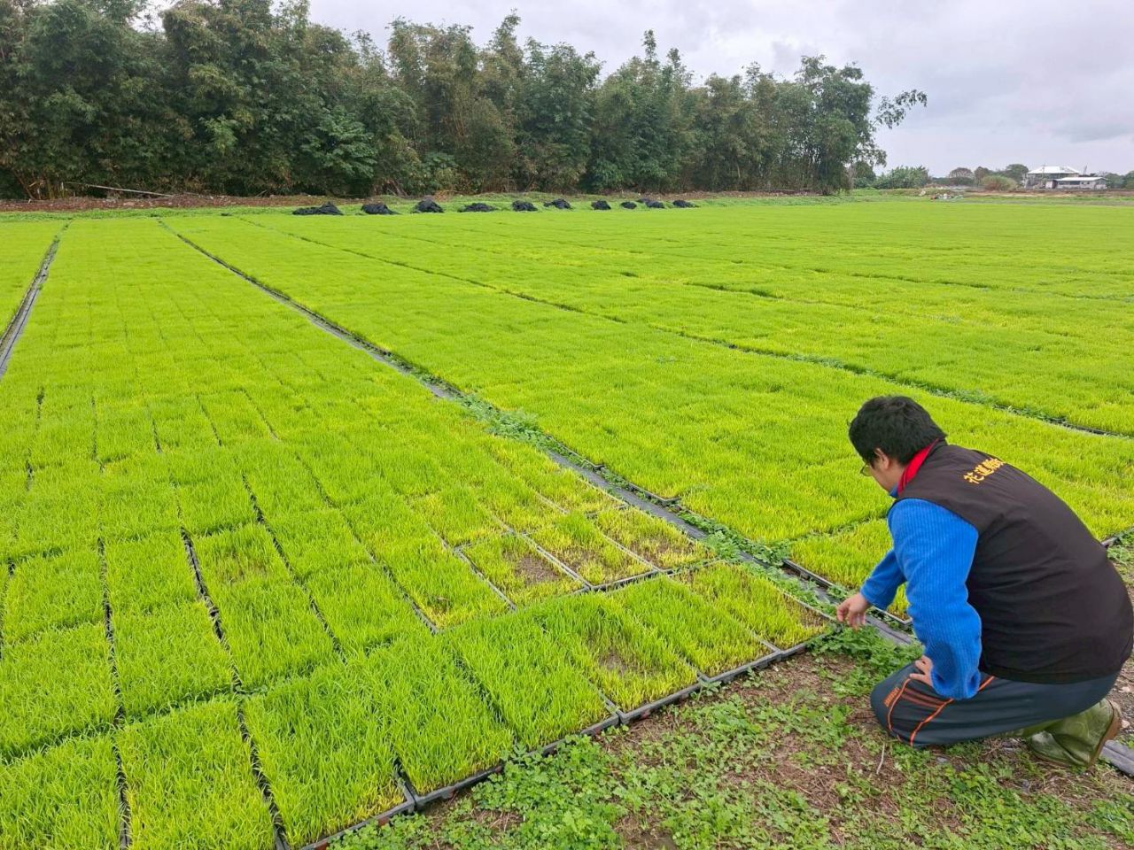 花蓮縣政府爭取    吉安鄉水稻秧苗低溫現金救助   受理期限至3/2止缩略图
