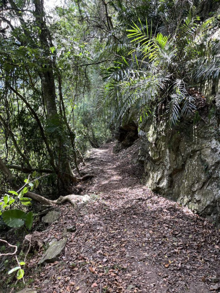 林保署花蓮分署「八通關越嶺道路鹿鳴吊橋段」 步道修復完成迎春開放插图2