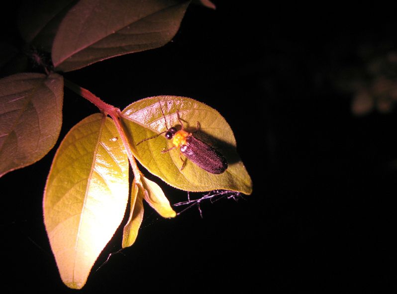 池南自然教育中心「螢光悄悄話」活動    開放報名插图1
