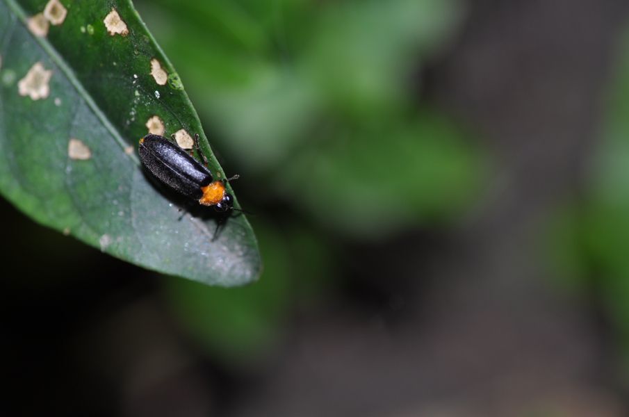 池南自然教育中心「螢光悄悄話」活動    開放報名插图2