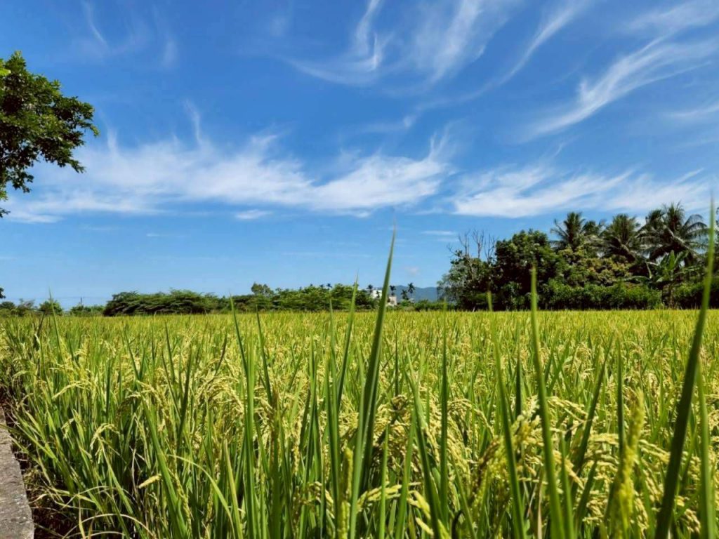 吉安鄉農藥優惠販售3月10日開跑    鄉長游淑貞籲種稻農民把握申請時機插图