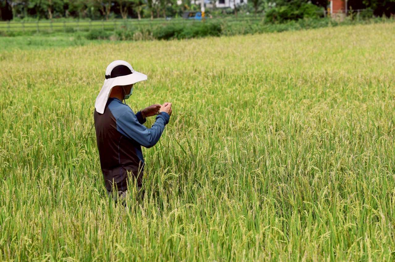 吉安鄉農藥優惠販售3月10日開跑    鄉長游淑貞籲種稻農民把握申請時機缩略图