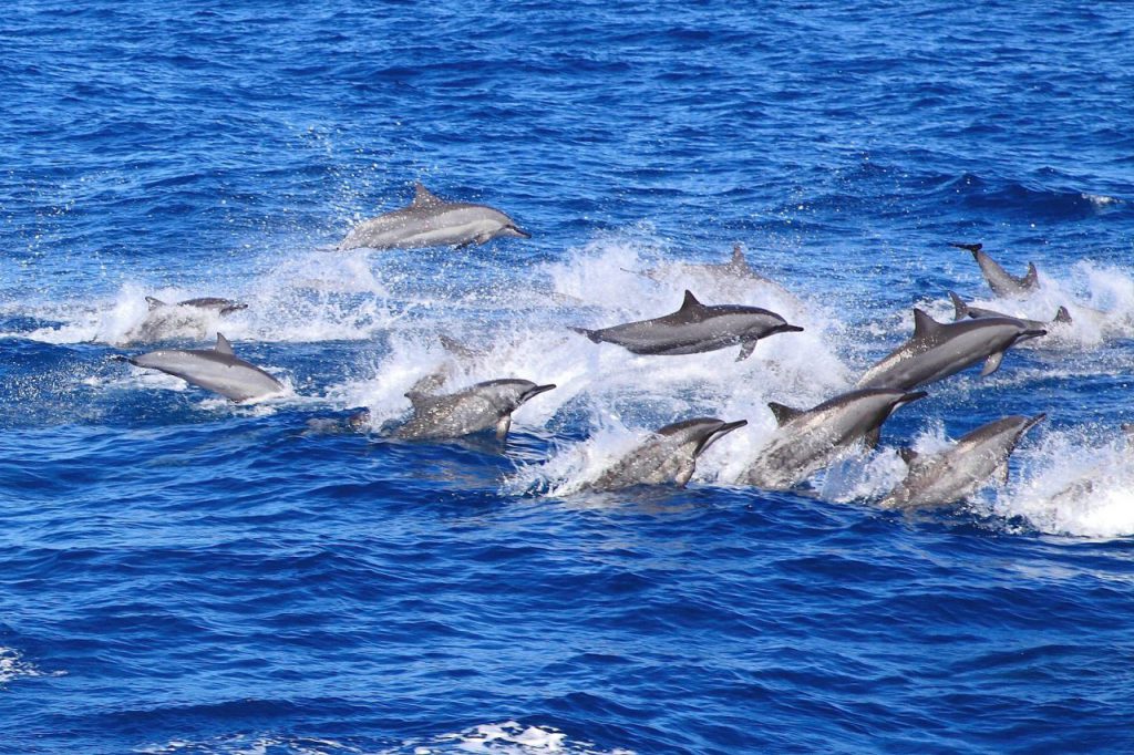 螢火與山海的詠嘆調：春之花蓮，邀您共赴一場大地復甦的感性盛宴插图1
