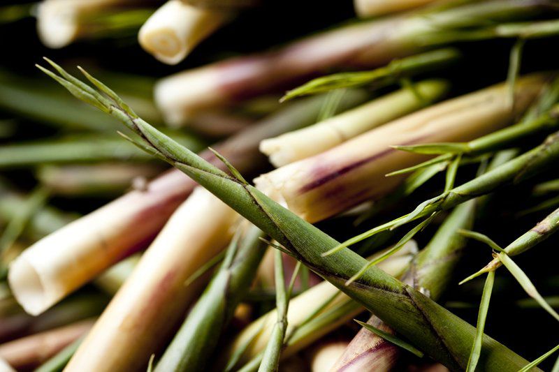 螢火與山海的詠嘆調：春之花蓮，邀您共赴一場大地復甦的感性盛宴插图2