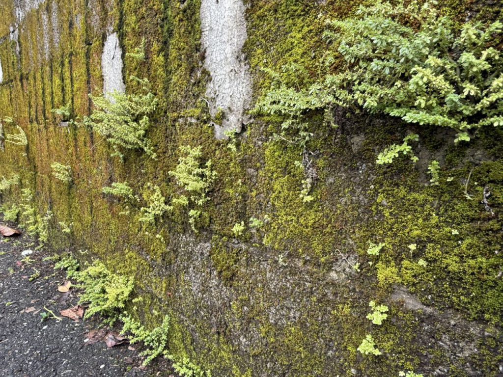 花蓮市公所於國福國小周邊執行環境噴藥    提前防治小黑蚊　插图2