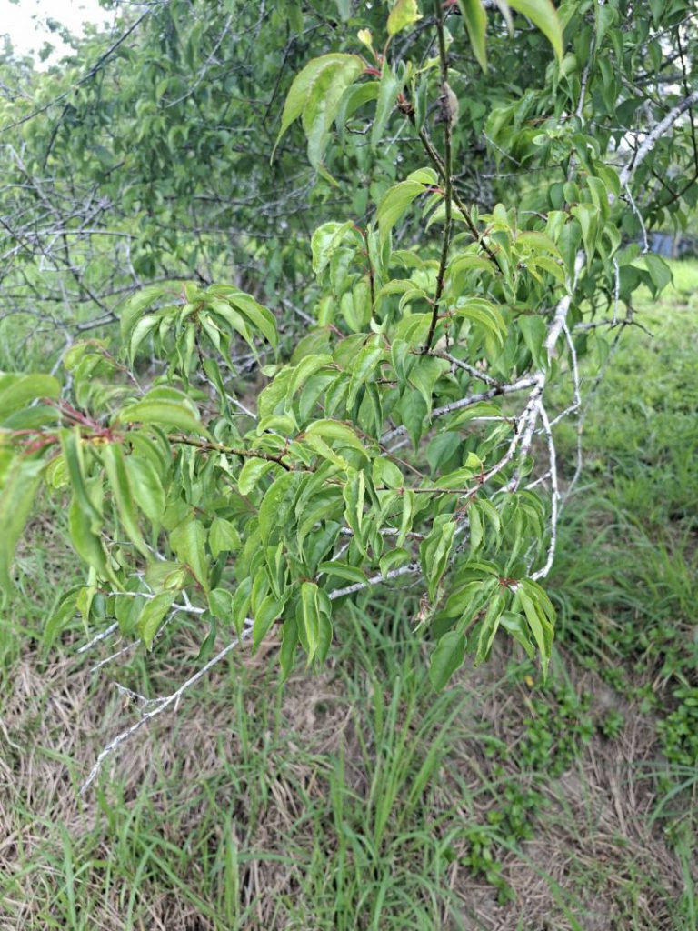 降雨不足富里梅災 縣府現勘爭取補助插图2 降雨不足富里梅災 縣府現勘爭取補助插图2
