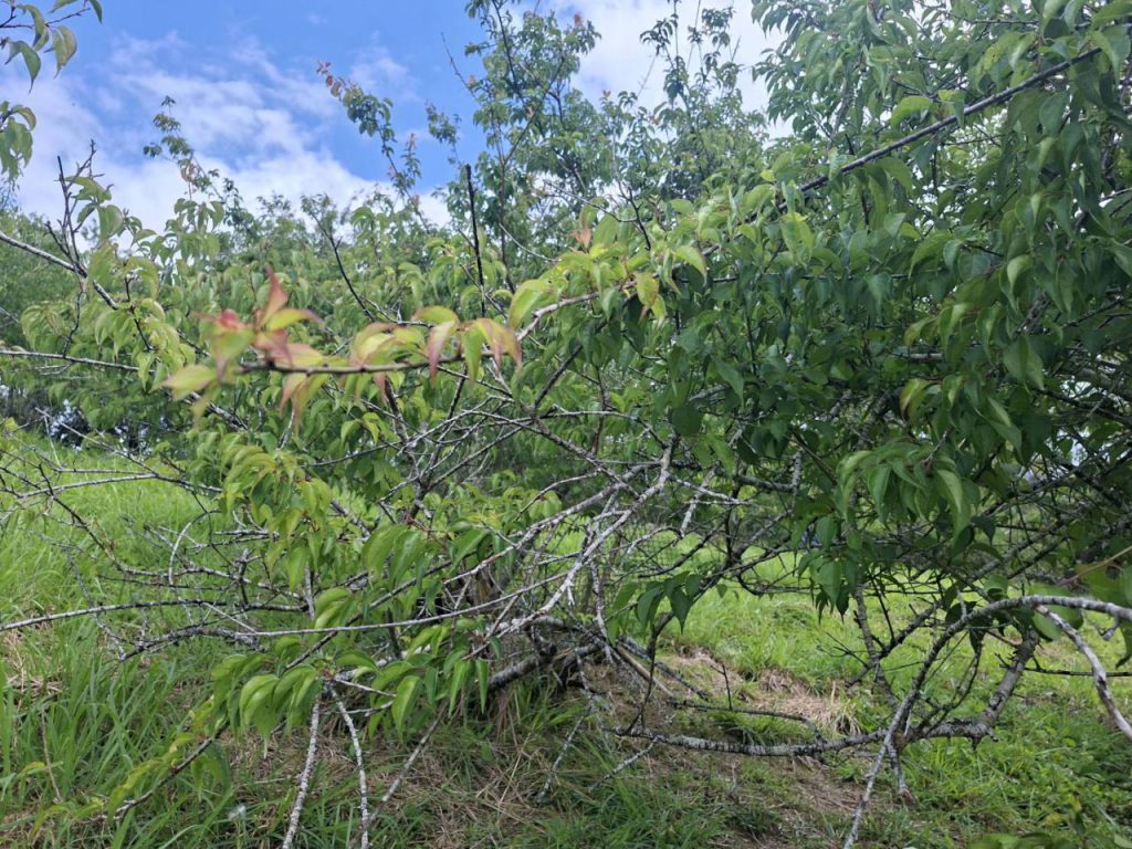 降雨不足富里梅災 縣府現勘爭取補助插图1 降雨不足富里梅災 縣府現勘爭取補助插图1