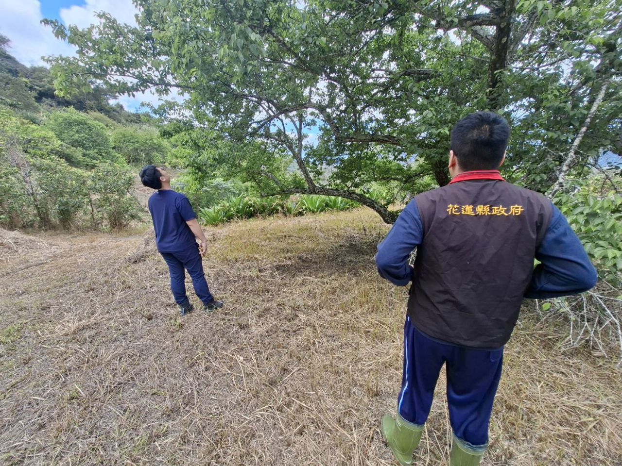 降雨不足富里梅災    縣府現勘爭取補助缩略图