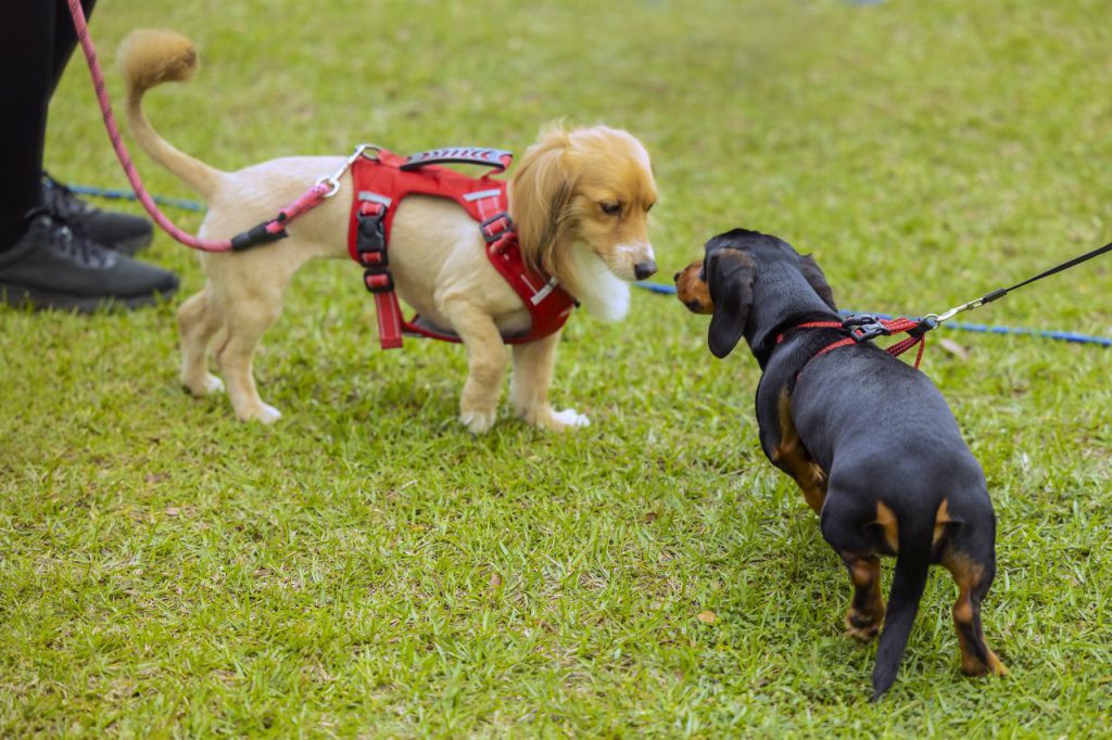 「浪我們童在一起」 兒童節結合浪犬認養 知卡宣溫情滿滿插图2 「浪我們童在一起」 兒童節結合浪犬認養 知卡宣溫情滿滿插图2