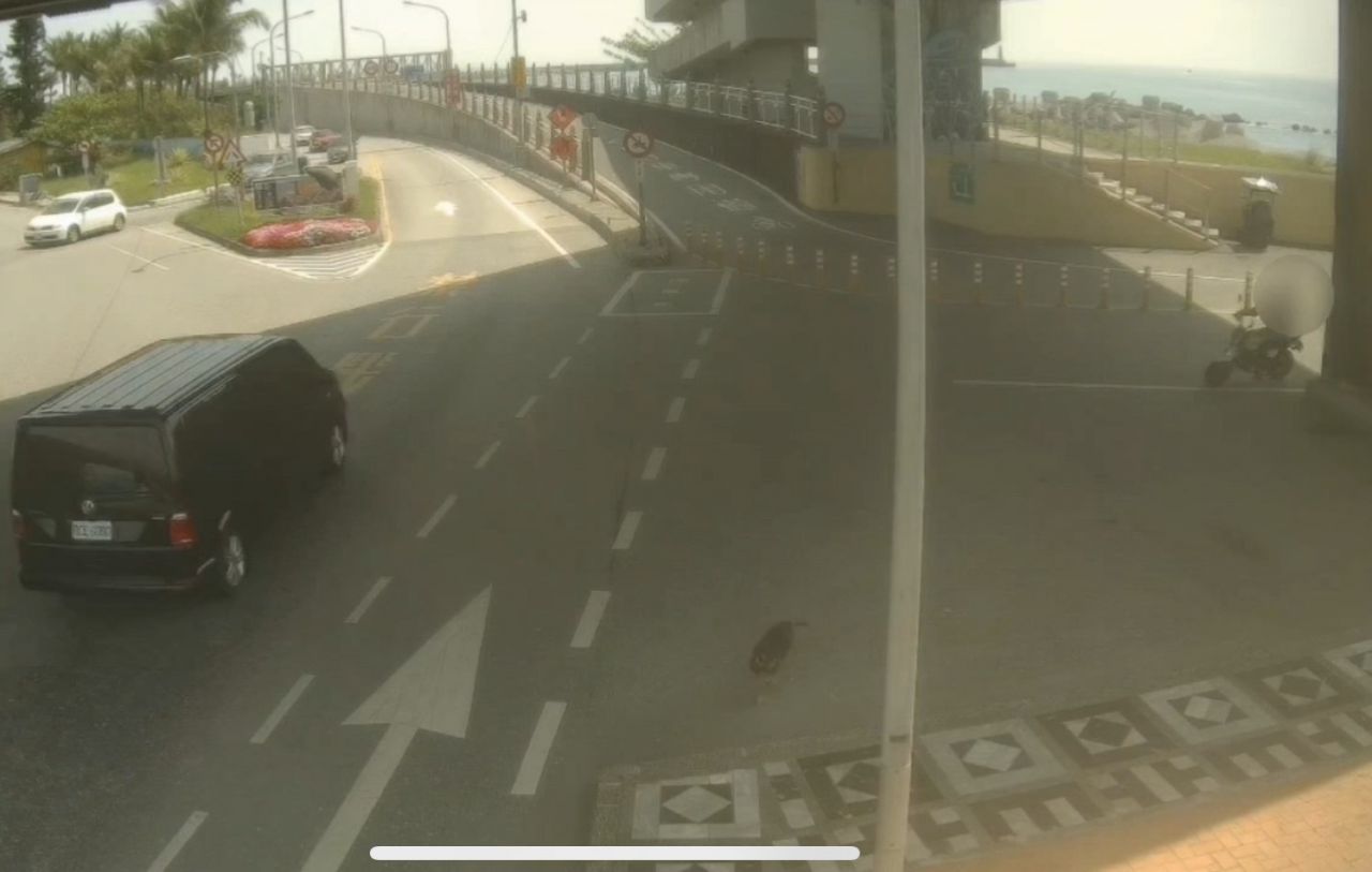 花蓮南濱公園自行車道遛狗糾紛案缩略图