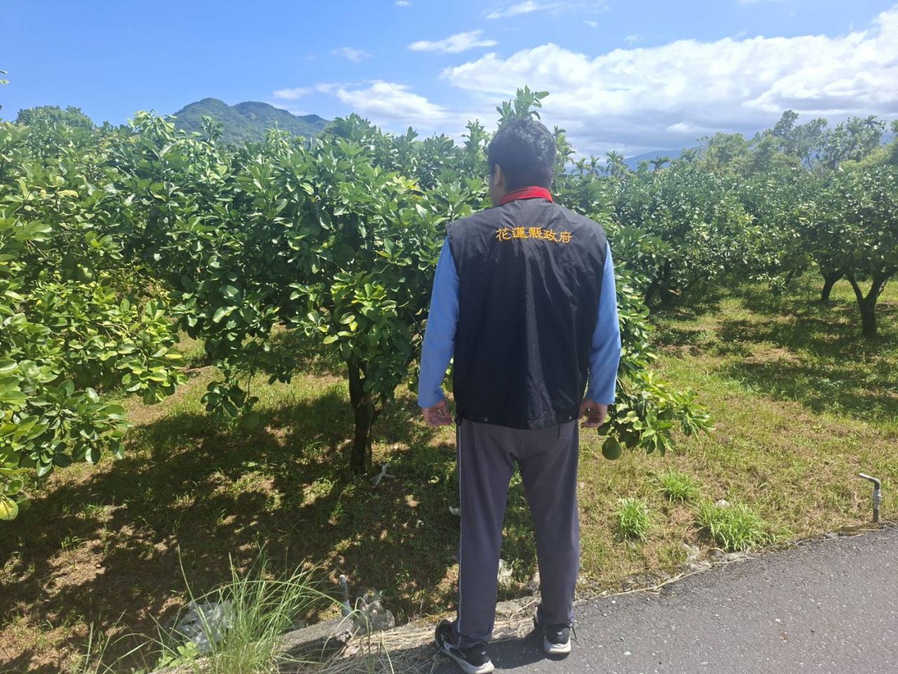 花蓮縣政府積極爭取農業天然災害救助　光復鄉文旦柚3月乾旱現金救助7月11日起受理缩略图