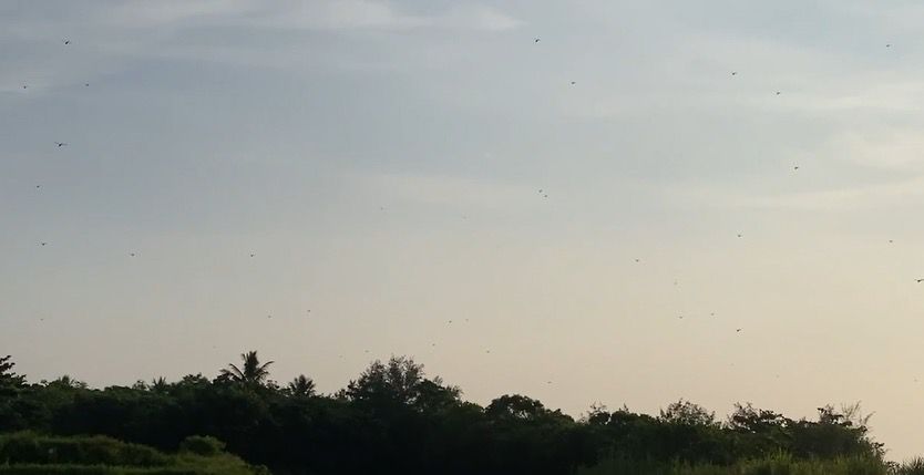 百萬蜻蜓大軍飛越長濱　民眾驚嘆60年未見壯觀景象缩略图