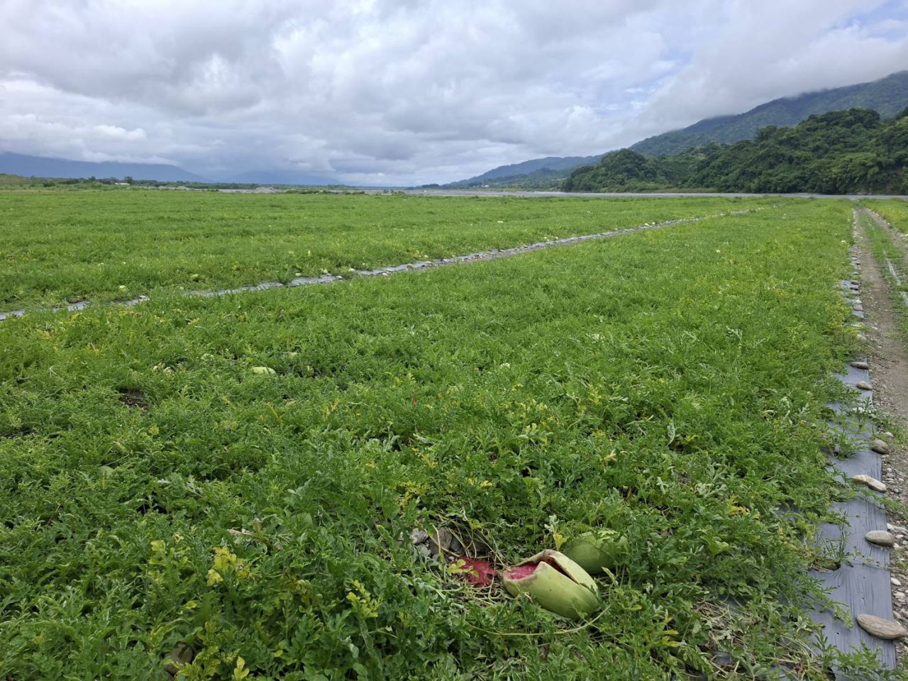 花蓮縣府爭取萬里溪堰塞湖農損專案補償　8月26日起受理申請缩略图