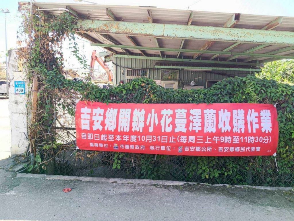 115年吉安鄉小花蔓澤蘭收購正式起跑 插图1