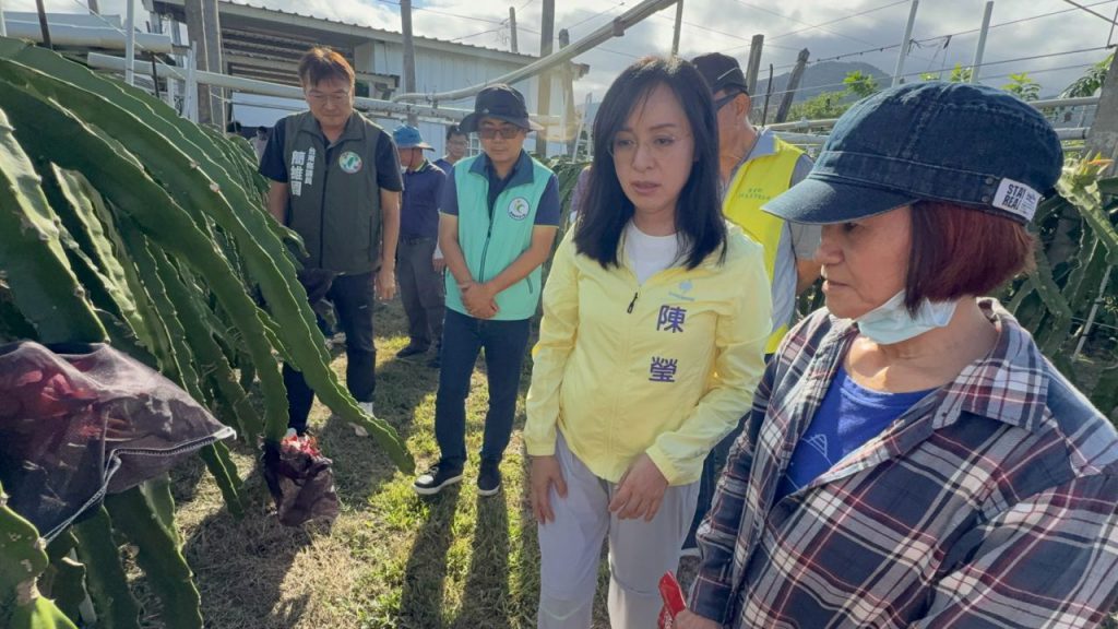 連續豪雨正逢紅龍果採收期　落果裂果災損浮現    陳瑩會勘要求農損認定、補助從簡從速插图2