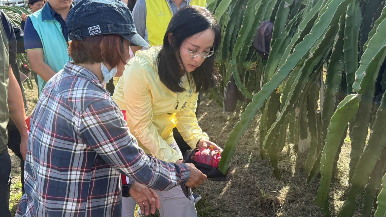 連續豪雨正逢紅龍果採收期　落果裂果災損浮現    陳瑩會勘要求農損認定、補助從簡從速缩略图
