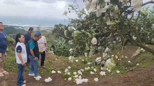 薔琵肆虐 東海岸農漁產業損失嚴重 損失金額漁會估算中